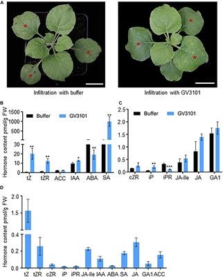 A Tobacco Syringe Agroinfiltration-Based Method for a Phytohormone Transporter Activity Assay Using Endogenous Substrates